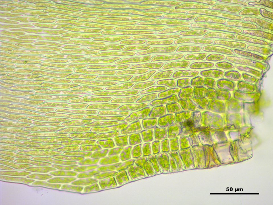 Hypnum cupressiforme