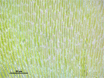 Hypnum cupressiforme