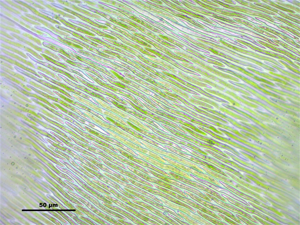 Hypnum cupressiforme