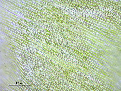 Hypnum cupressiforme