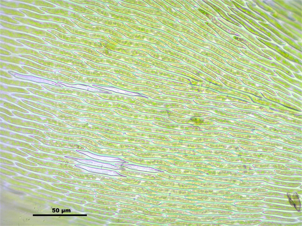 Hypnum cupressiforme