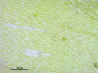 Hypnum cupressiforme