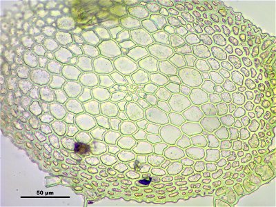 Hypnum cupressiforme