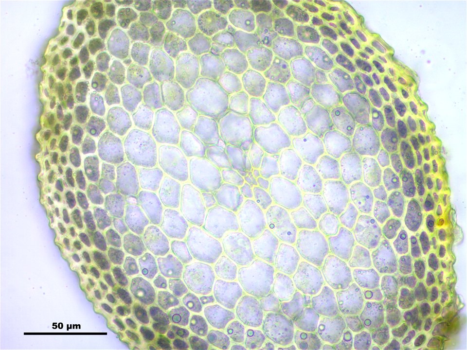 Hypnum cupressiforme