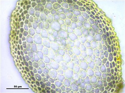 Hypnum cupressiforme