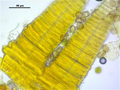 Hypnum cupressiforme