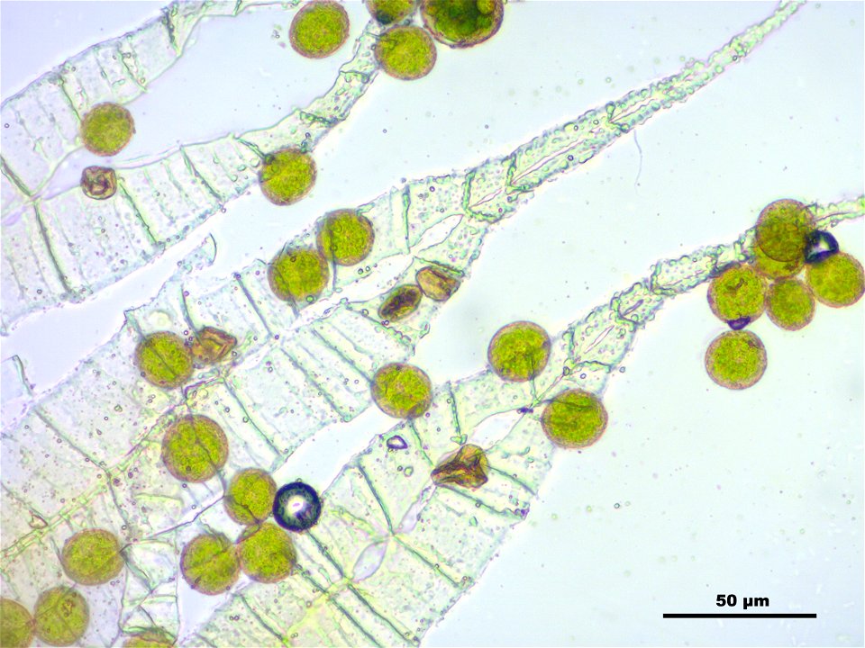 Hypnum cupressiforme