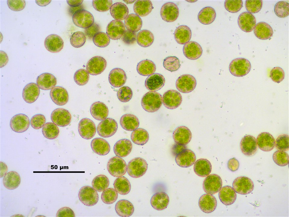 Hypnum cupressiforme