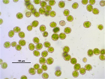 Hypnum cupressiforme