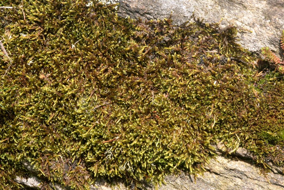 Hypnum cupressiforme var. lacunosum