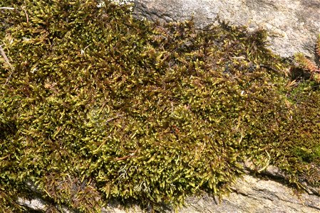 Hypnum cupressiforme var. lacunosum