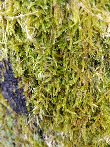 Cypress-leaved Plait-moss (Hypnum cupressiforme)