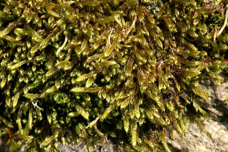 Hypnum cupressiforme var. lacunosum