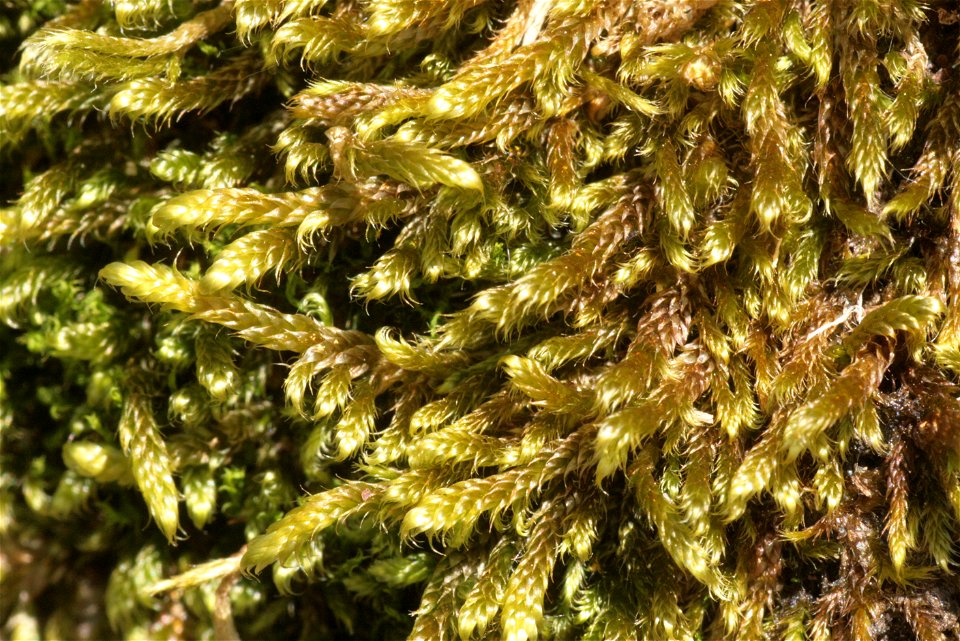 Hypnum cupressiforme var. lacunosum