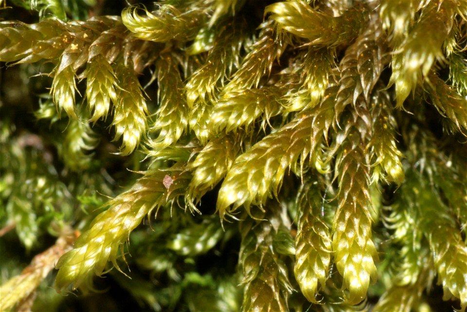 Hypnum cupressiforme var. lacunosum