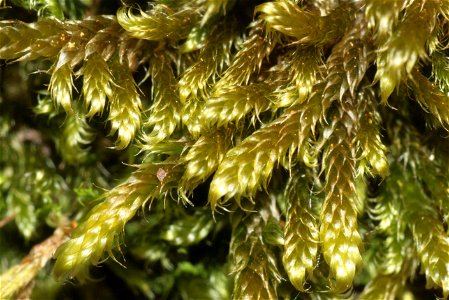 Hypnum cupressiforme var. lacunosum