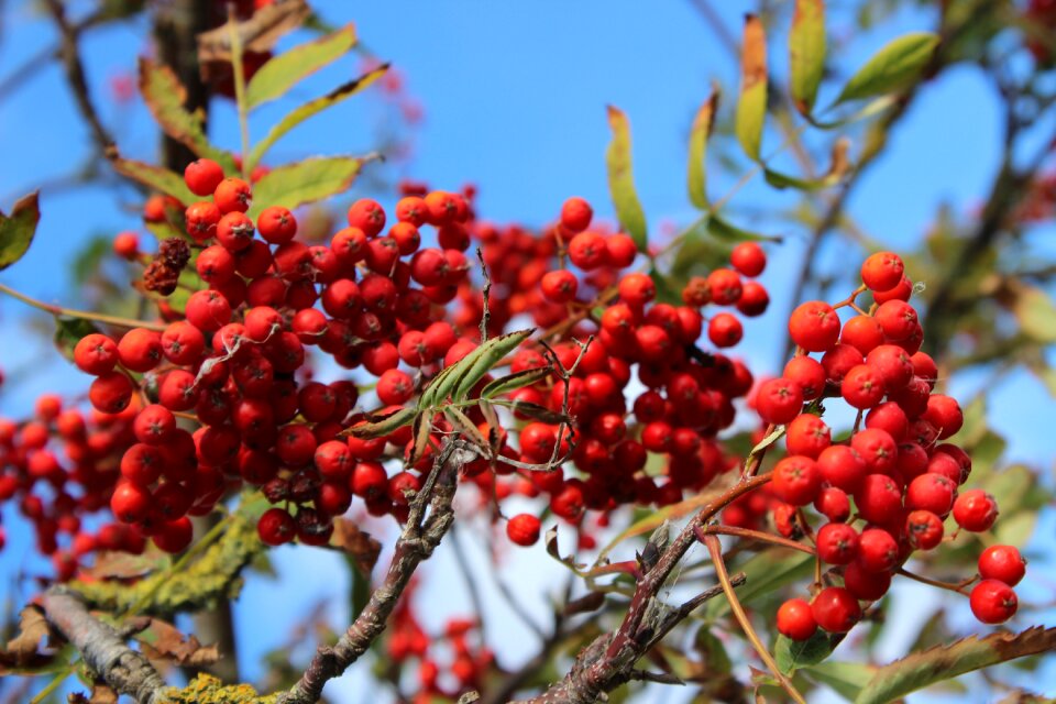 Red nature ripe