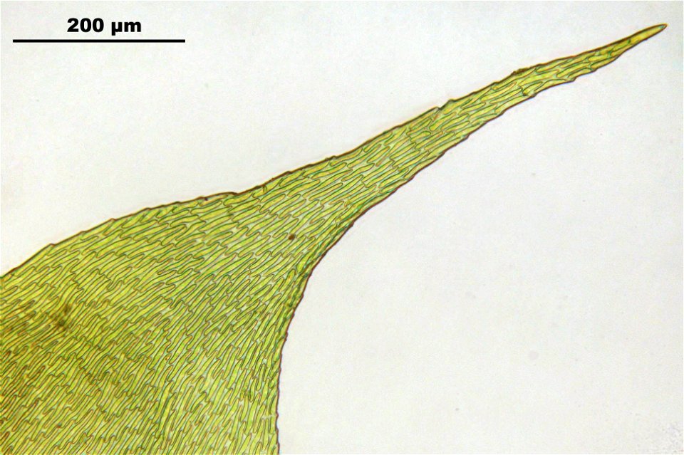 Hypnum cupressiforme var. lacunosum