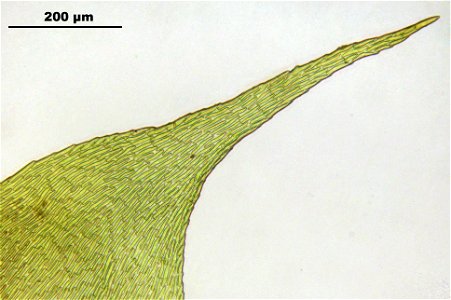 Hypnum cupressiforme var. lacunosum