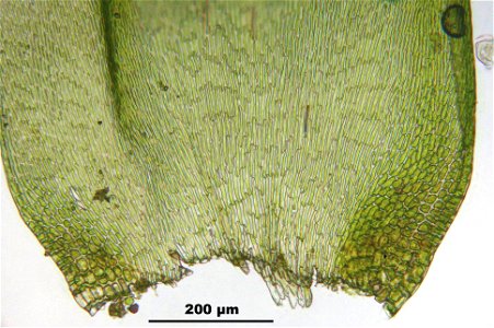 Hypnum cupressiforme var. lacunosum