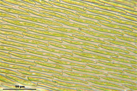 Hypnum cupressiforme var. lacunosum