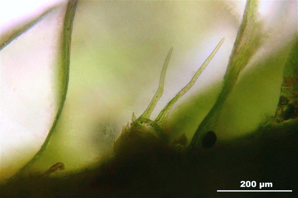 Hypnum cupressiforme var. lacunosum
