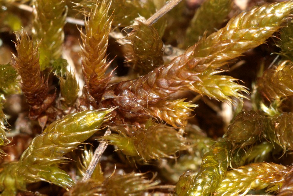 Hypnum cupressiforme var. lacunosum