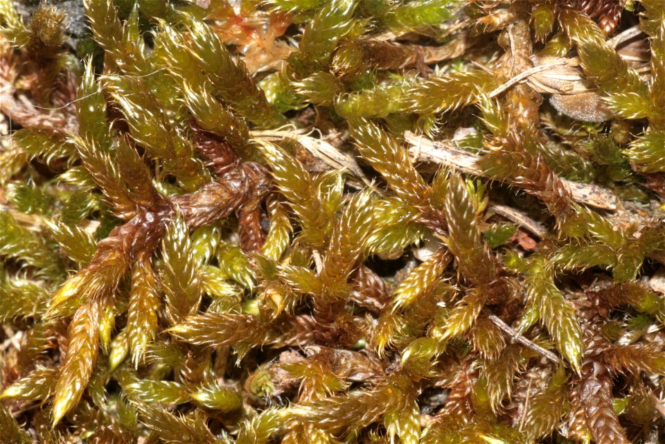 Hypnum cupressiforme var. lacunosum
