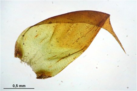 Hypnum cupressiforme var. lacunosum