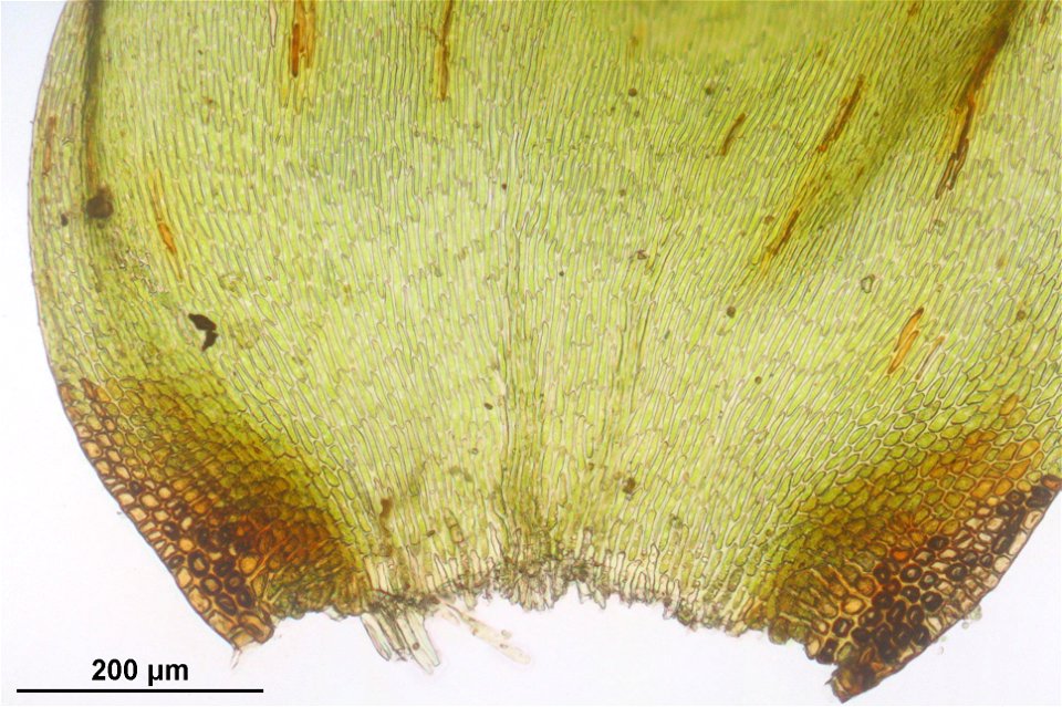 Hypnum cupressiforme var. lacunosum