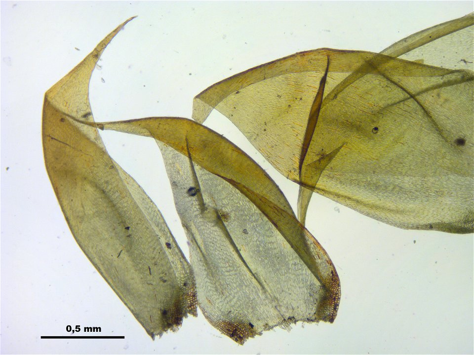 Hypnum cupressiforme var. lacunosum
