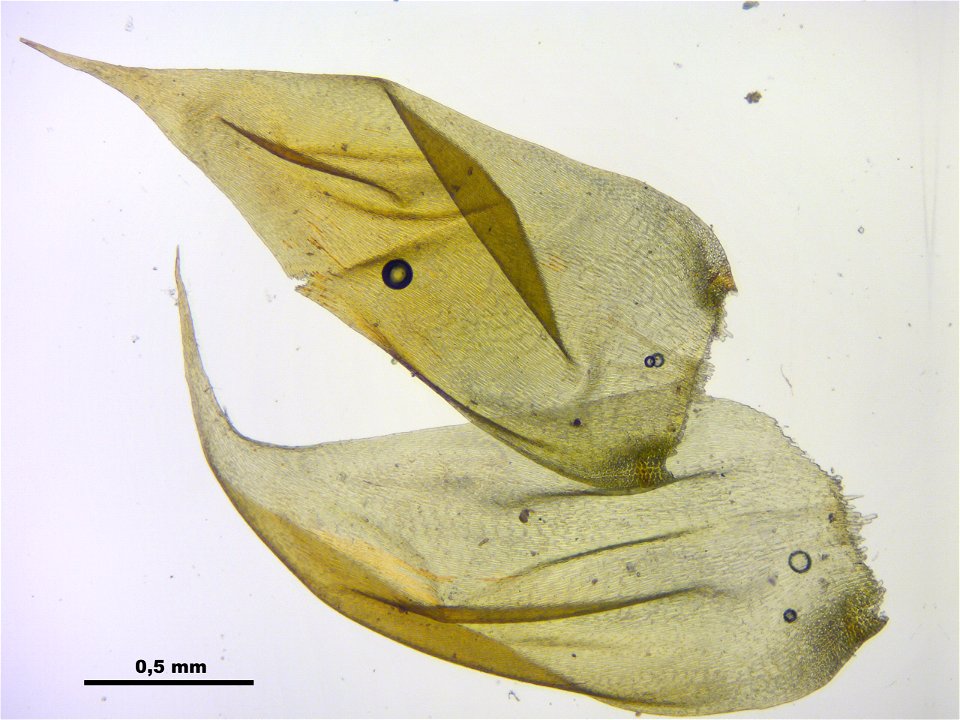Hypnum cupressiforme var. lacunosum