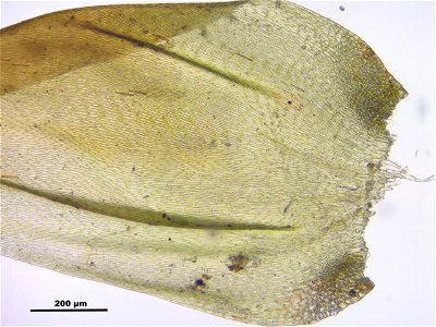 Hypnum cupressiforme var. lacunosum