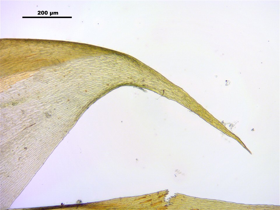 Hypnum cupressiforme var. lacunosum