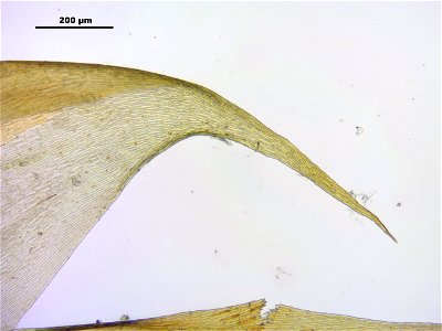 Hypnum cupressiforme var. lacunosum