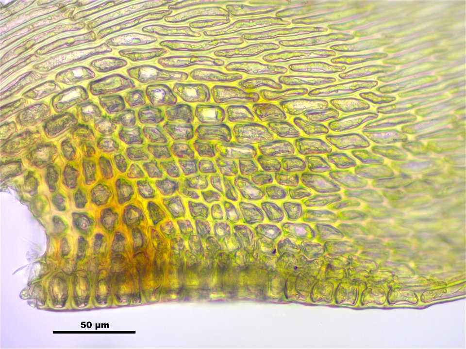 Hypnum cupressiforme var. lacunosum