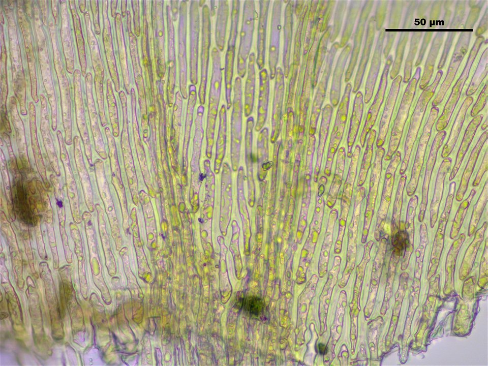 Hypnum cupressiforme var. lacunosum