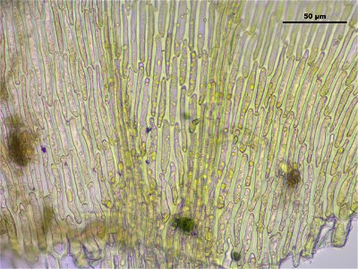 Hypnum cupressiforme var. lacunosum
