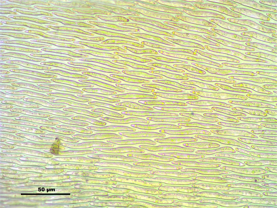 Hypnum cupressiforme var. lacunosum