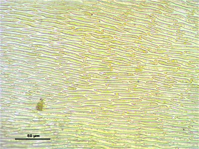 Hypnum cupressiforme var. lacunosum