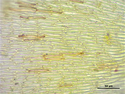 Hypnum cupressiforme var. lacunosum