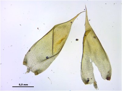 Hypnum cupressiforme var. lacunosum