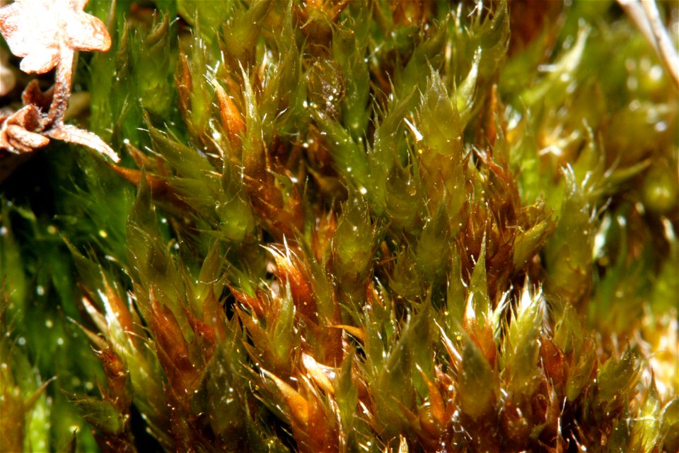 Hypnum cupressiforme var subjulaceum