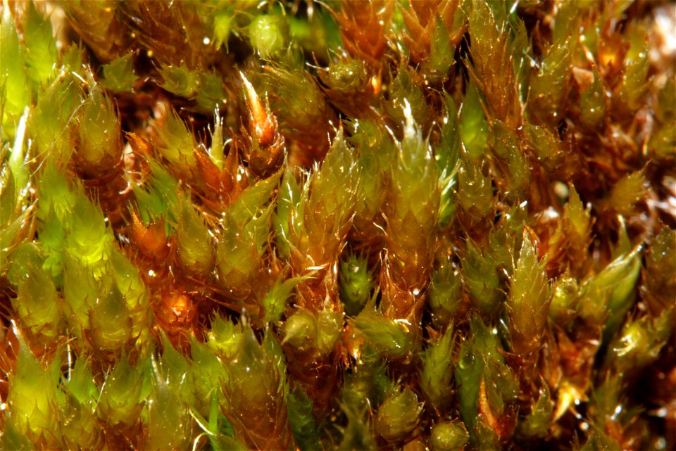 Hypnum cupressiforme var subjulaceum