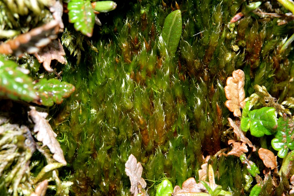 Hypnum cupressiforme var subjulaceum