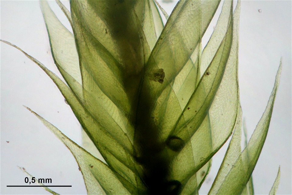 Hypnum cupressiforme var subjulaceum