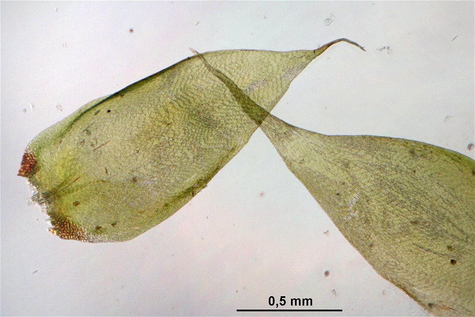 Hypnum cupressiforme var subjulaceum