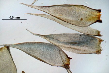 Hypnum cupressiforme var subjulaceum