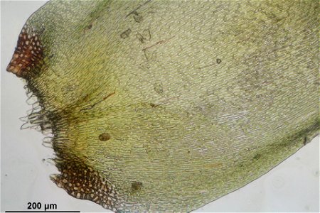 Hypnum cupressiforme var subjulaceum