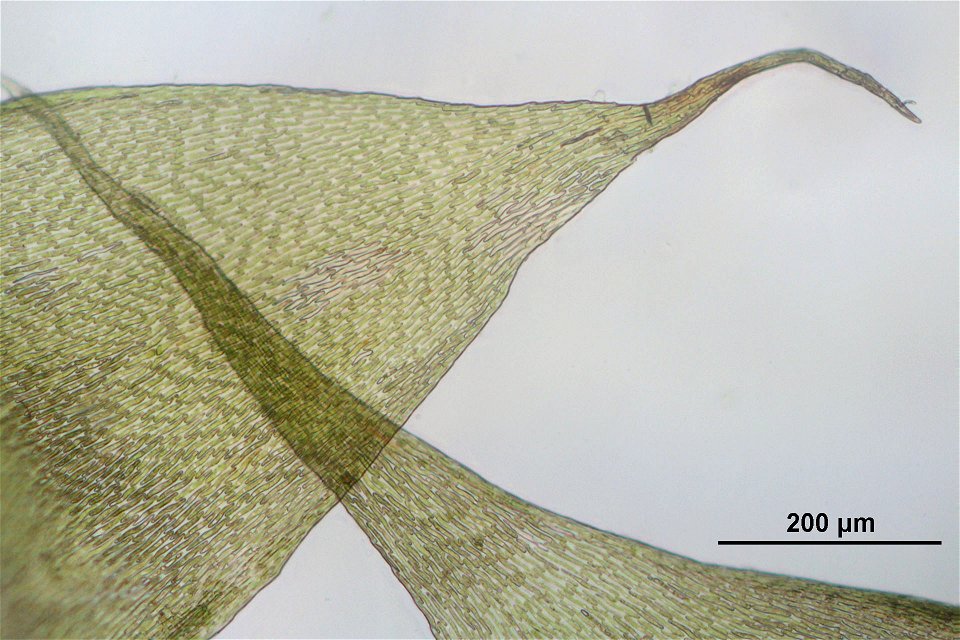 Hypnum cupressiforme var subjulaceum